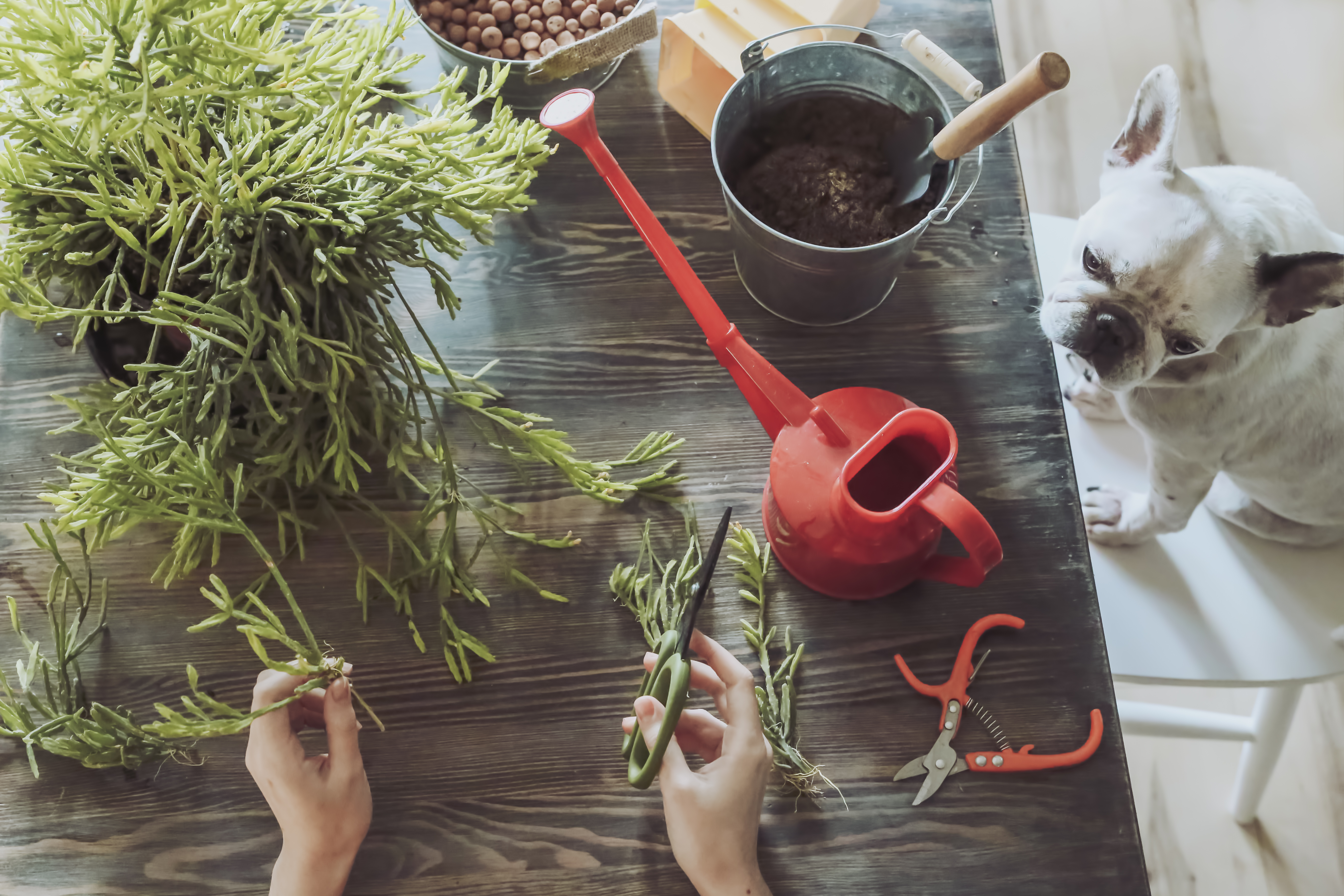 Kvinna klipper en planta på ett bord, hund sitter nedanför på golvet